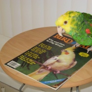 bird talk magazine