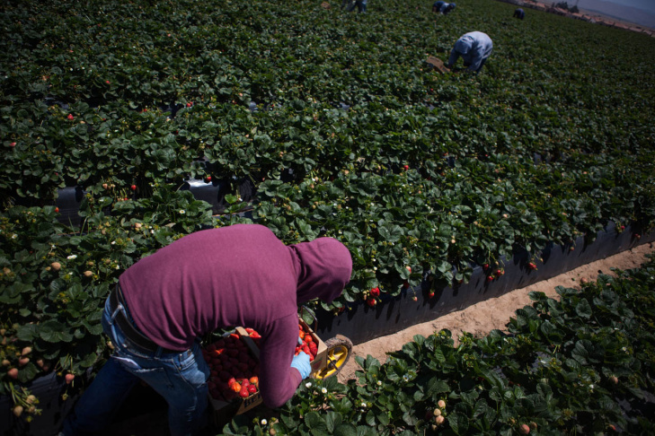Walmart Strawberry Supply Chain