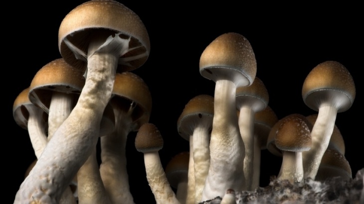 Don't fear the 'shrooms.