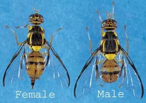 Oriental fruit flies.