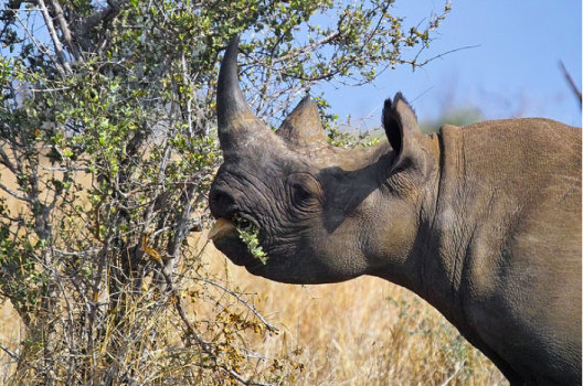 Black Rhinoceros