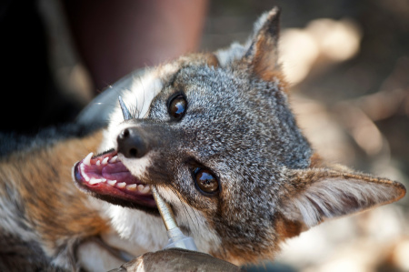 Santa Cruz Island Fox Recovery - 1