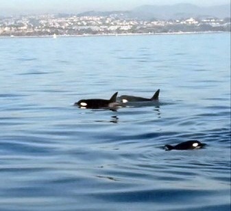 Orcas off the coast of Dana Point