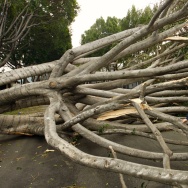 Tree damage in Pasadena