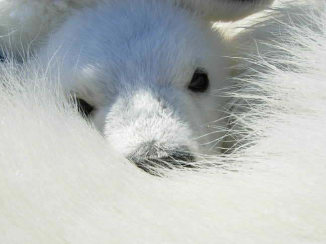 Polar Bears