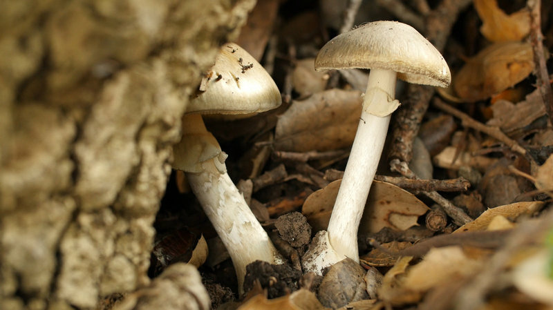 Death caps under a tree at the University of California Botanical Garden, in Berkeley, California. Death caps are popping up in California year-round in irrigated areas like gardens.