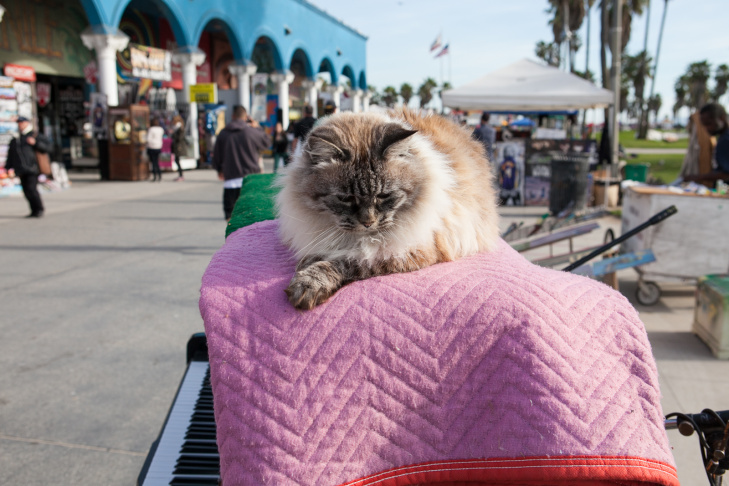 Venice Boardwalk Piano Player - 9