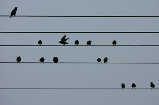 Birds on phone lines