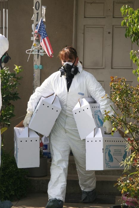 Animal Control officers remove dozens of cats from a home in Santa Ana.