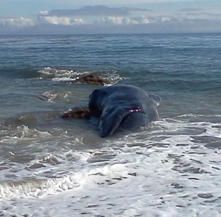 Malibu Whale