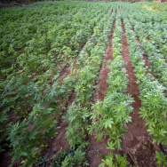 View of a marijuana field, at Los Algodo