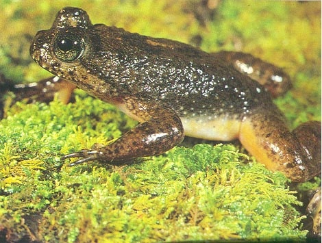 Southern Gastric-brooding Frog