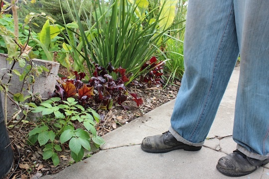 Ron Finley standing next to his curb-side garden