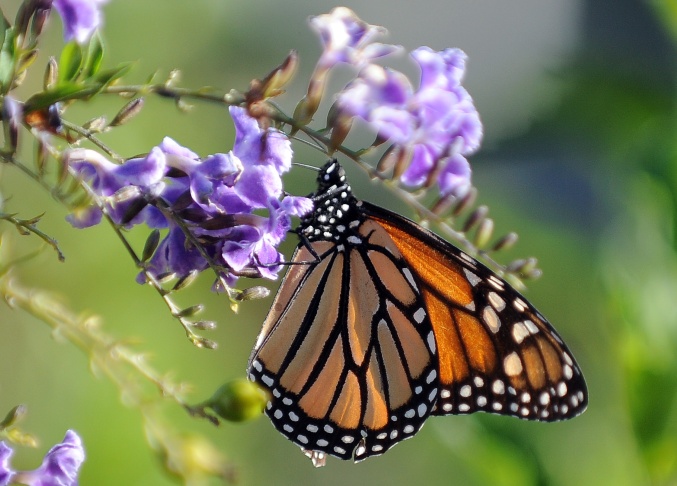 A Monarch butterfly is in a flower in Lo