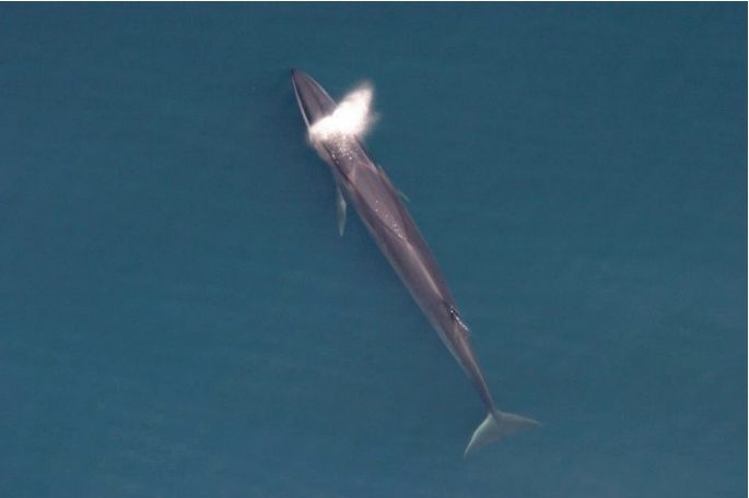 endangered SEI WHALE