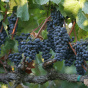 Pinot Noir grapes just before they are h