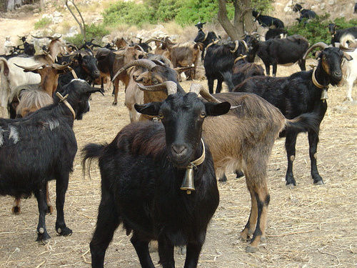 Stock photo of a goat herd. Goats were stolen from Norte Vista High School on Sunday.