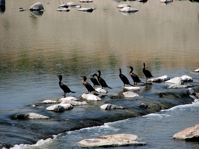 Wildlife in the Los Angeles River