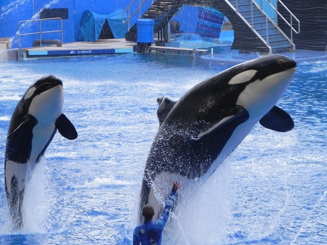 Killer Whales performing at SeaWorld