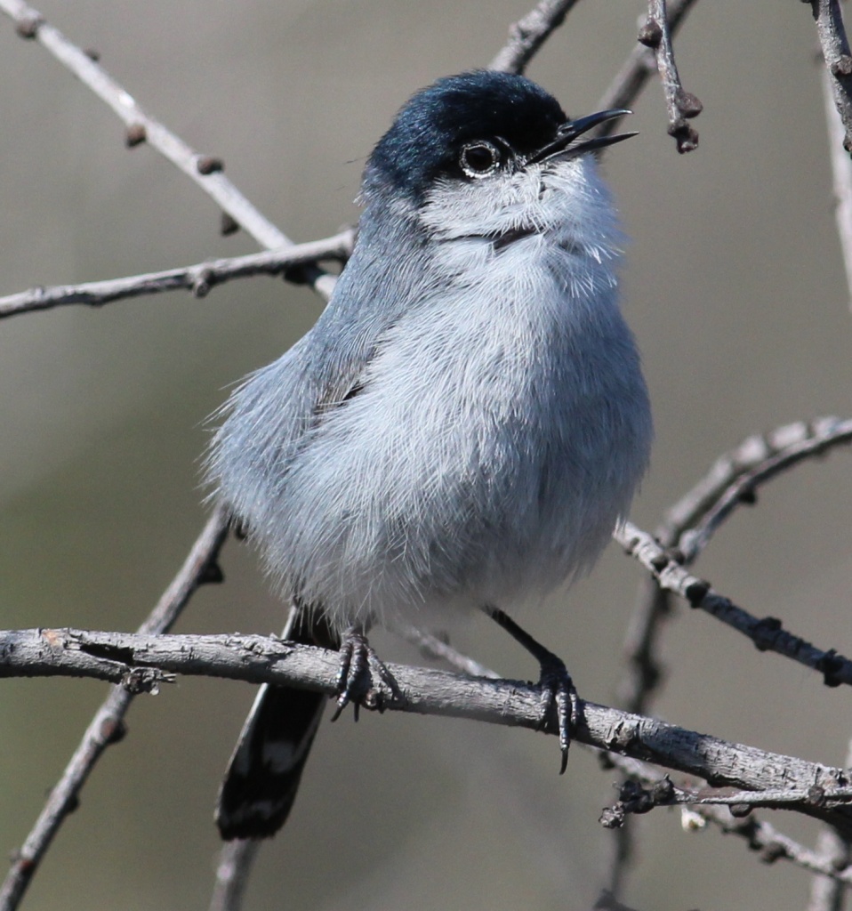 A property-rights group has petitioned to delist the Coastal California Gnatcatcher from the Endangered Species Act.