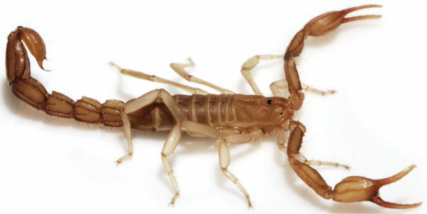 Wernerius inyoensis