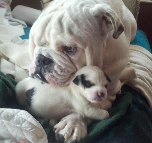 Image of adoptable pit bull puppy pair, Milkshake, and Ray Ray the bulldog