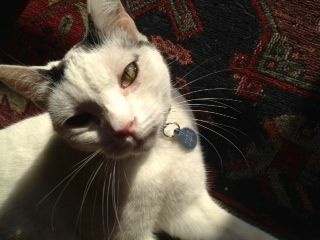 Jiji