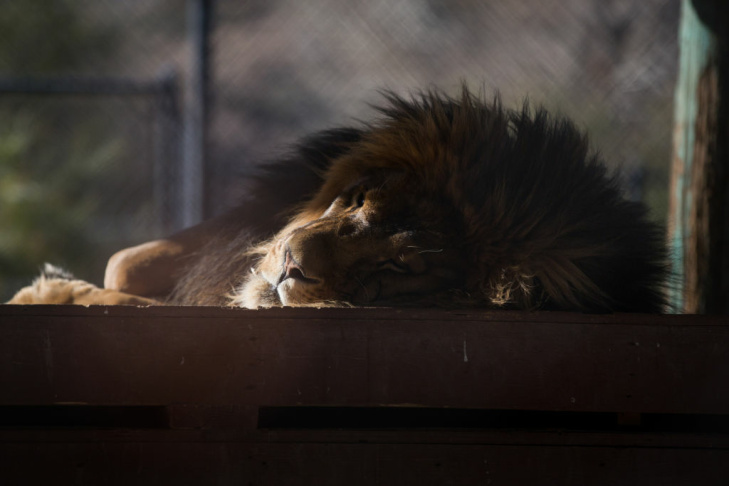 03 - Tippi Hedren Shambala Preserve Feline Cat Tiger Lion