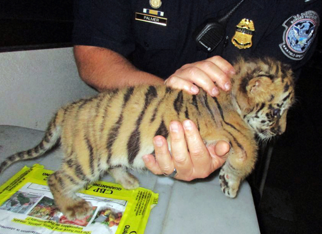 Clean Bill Of Health For Tiger Cub Rescued By Border Patrol Clean Bill Of Health For Tiger Cub Rescued By Border Patrol