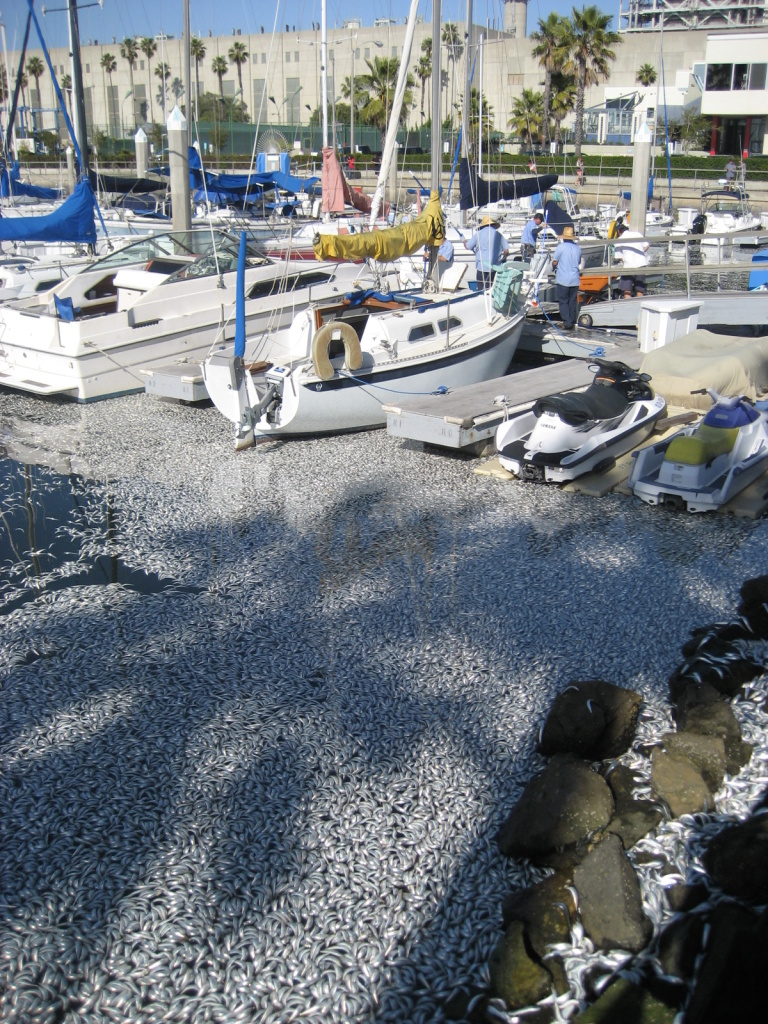 Millions of dead sardines filled the northern part of Redondo Beach's King Harbor on March 8, 2011.
