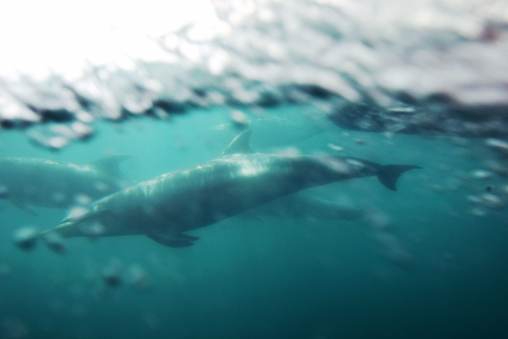 Environmental Groups Challenge Navy's Use Of Sonar In West Coast Training Exercises