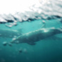Environmental Groups Challenge Navy's Use Of Sonar In West Coast Training Exercises