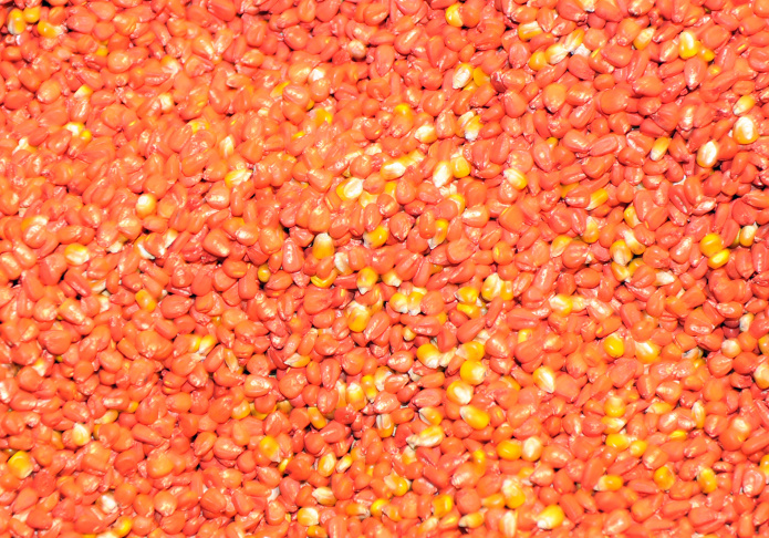 "MON 810", a variety of genetically modi