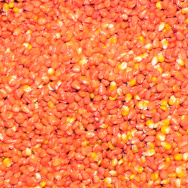 "MON 810", a variety of genetically modi
