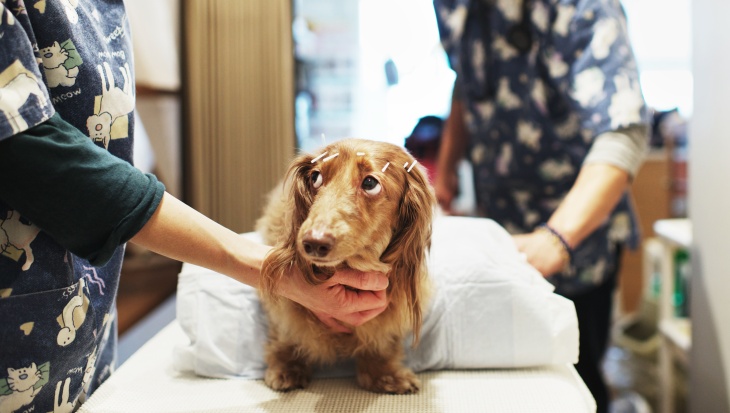 Japanese Dogs Treated By Owners