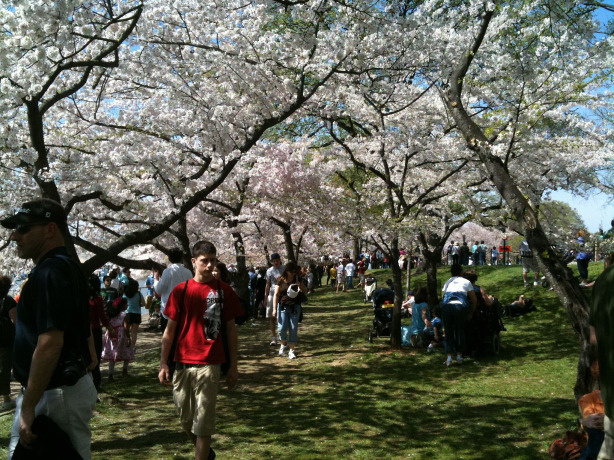 National Mall and Memorial Parks Cherry Blossom Festival.