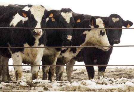 mad cow disease