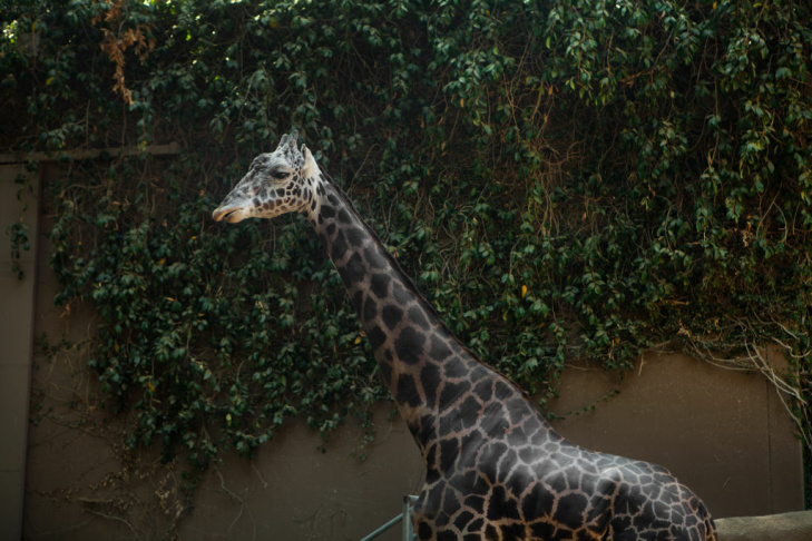 Zoobiquity - 3