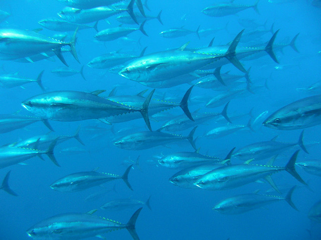 Bluefin Tuna