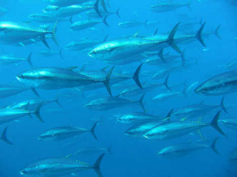 Bluefin Tuna