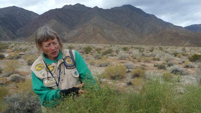 Anza Borrego