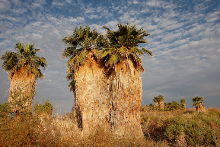 desert