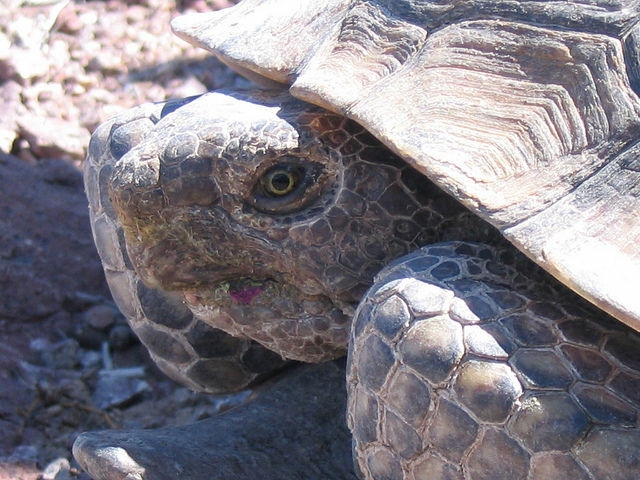 USFWS Pacific Southwest Region/Flickr