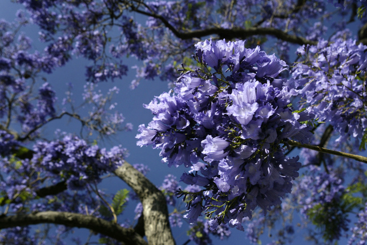 Southern California's Jacaranda Trees in Bloom