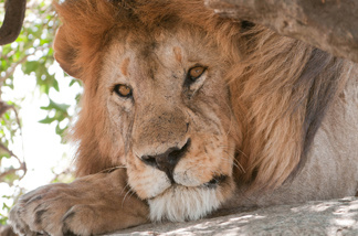 File: Resting lion on the Serengeti, Tanzania