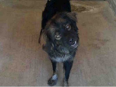 Chevy is hanging out at an animal shelter until his owner comes forward. If not, he will be put up for adoption.