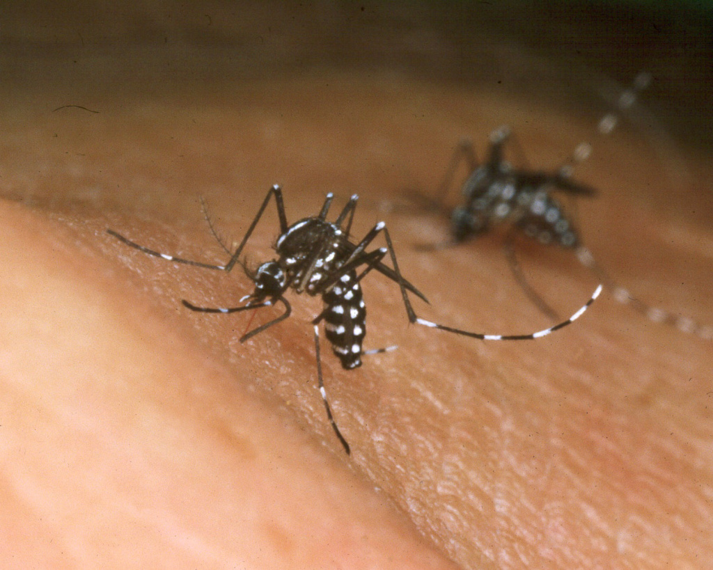 In this file photo, an Asian tiger mosquito feeds from the blood from a person in an undated photo. On Wednesday, crews sprayed pesticide in infested neighborhoods of Arcadia, South El Monte and an unincorporated area north of El Monte. The invasive species can transmit viruses including dengue and chikungunya.