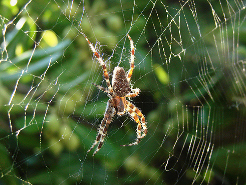 A huge spider perched on its web