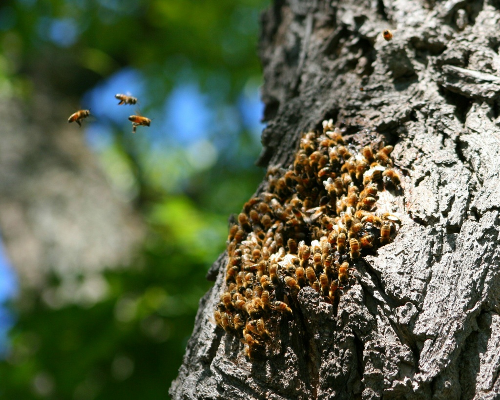 The drought is just the latest blow to honeybees, which pollinate about one third of U.S. agricultural crops.
