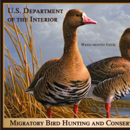 Image of the 2011 Federal Duck Stamp
